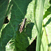Short horned grasshopper