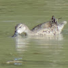 Blue-winged Teal Duck (female)