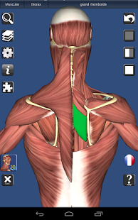 3D Bones and Organs (Anatomy) – Applications Android sur Google Play