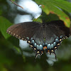Eastern Tiger Swallowtail, Dark Form