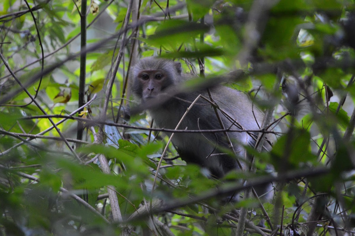 臺灣獼猴 / Formosan macaque / Formosan rock-monkey
