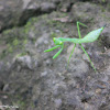 uncertain mantis