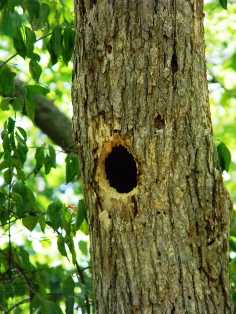 woodpecker hole