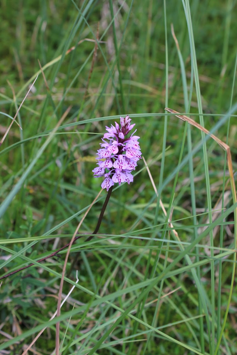 Heath Spotted Orchid or Moorland Spotted Orchid