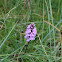 Heath Spotted Orchid or Moorland Spotted Orchid
