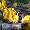 Spindle-Shaped Yellow Coral