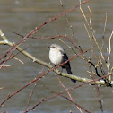 Northern Mockingbird