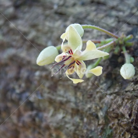 Cacao Flowers by Imanuel Monggesang - Flowers Flowers 2011-2013