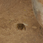Mauritanian Toad