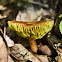 The Gilled Bolete