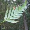 giant chain fern