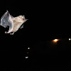 Seba's Short-Tailed Bat