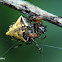 Arrow head spider