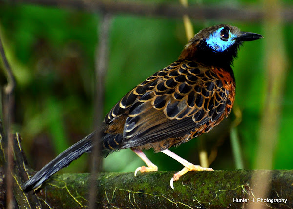 Ocellated Antbird | Project Noah