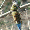 Common Green Darner Dragonfly (male)