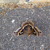 Promethea Silkmoth