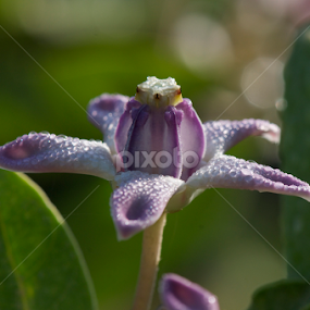 by Milind Lele - Flowers Flowers in the Wild