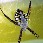 Grass cross spider