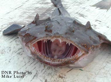 [ls_ugliest_monkfish_03_10.jpg]