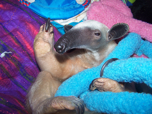 Trending: Kauto v Denman gets ugly, an anteater that looks like a