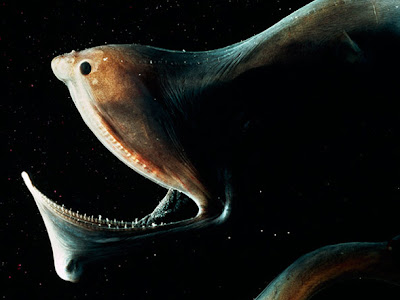 魚類 特徴 251632-魚類 心臓 特徴