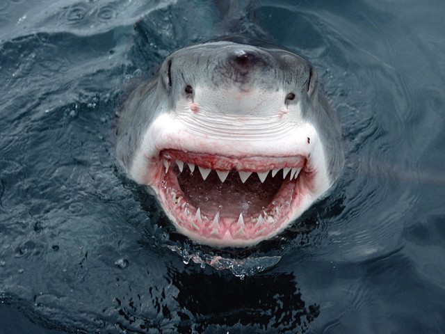 [Yipes_ Great White Shark_ South Australia.jpg]