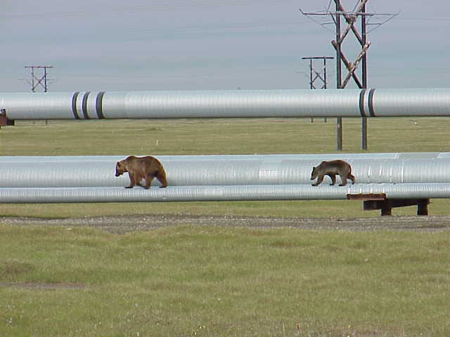 [bears-alaskanpipeline.jpg]