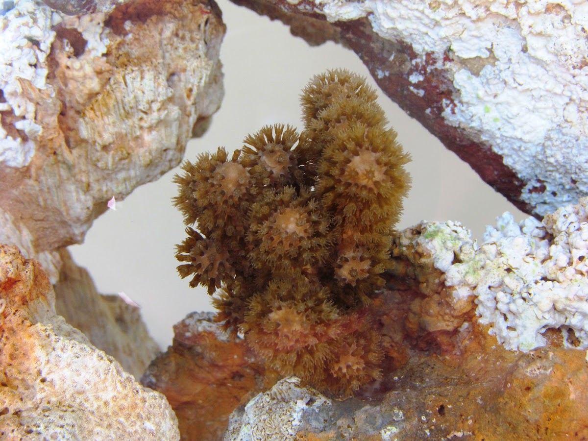 Monkey Tail Gorgonian Coral