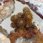 Monkey Tail Gorgonian Coral
