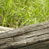 Eastern Fence Lizard