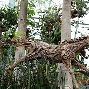 by Md Mamunur Rahman - Animals Horses