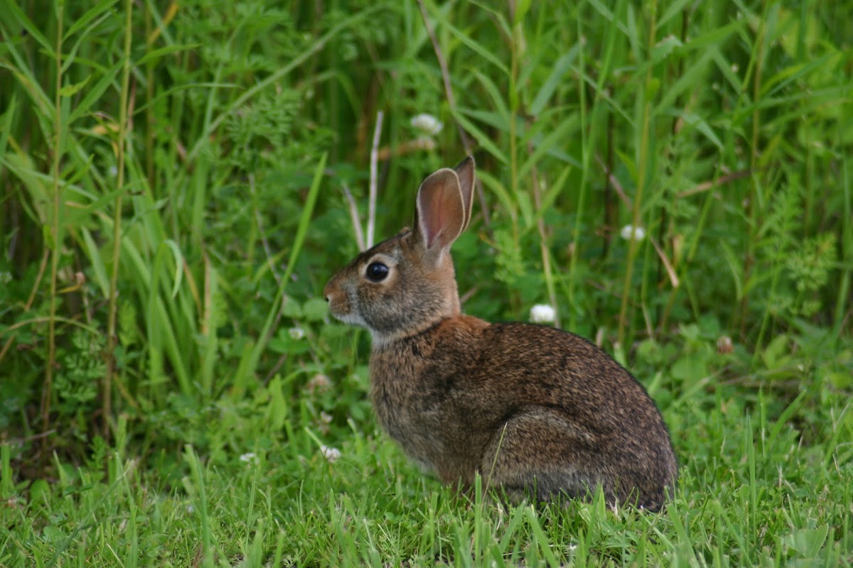 Eastern Cottontail Project Noah