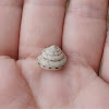 Trochoidea land snail