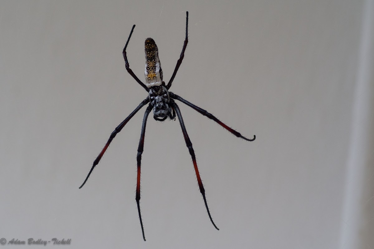 Unknown orb web spider