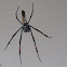 Unknown orb web spider