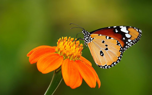 Share Butterfly