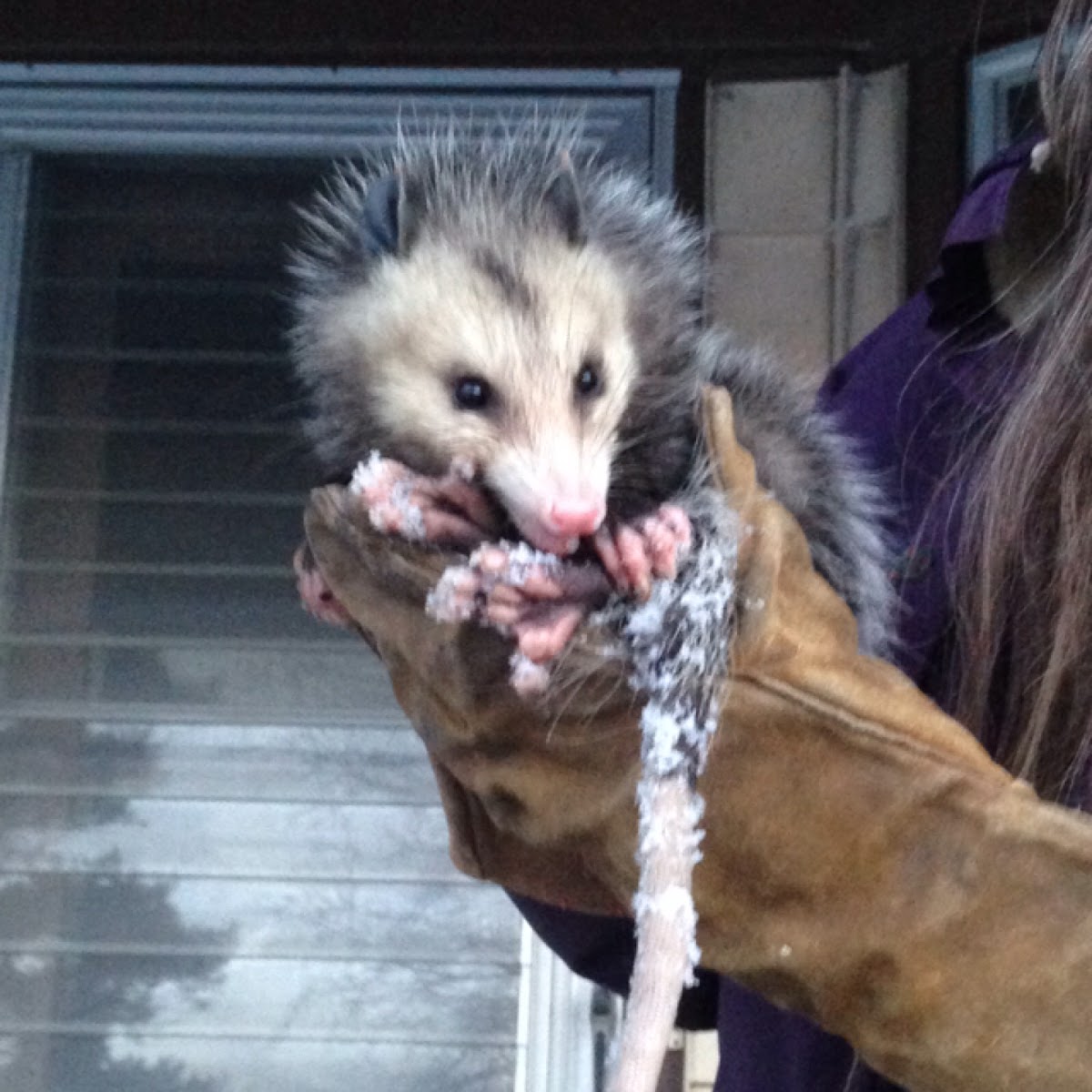 Virginia Opossum