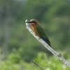 White fronted Bee Eater