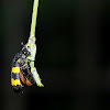Yellow Blister Beetle