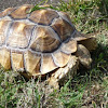 African Spur-Thighed Tortoise