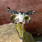 Butterfly birth