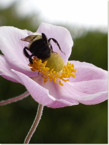 bumble bee Anemone angle