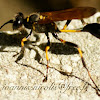 Mad dauber / potter wasp