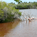 Greater (Galapagos) Flamingo 