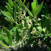 Acebuche, olivo silvestre. Wild olive tree