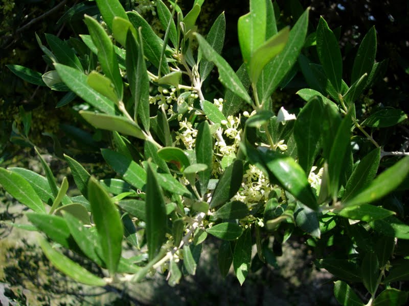 Acebuche, olivo silvestre. Wild olive tree