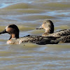 Green-winged Teal Duck