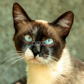 Blue eyes by Luana Racan - Animals - Cats Portraits