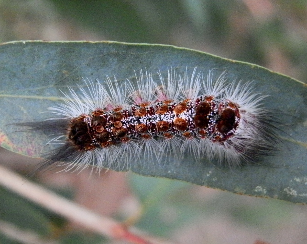 Brown Tail Gum Moth caterpillar