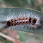 Brown Tail Gum Moth caterpillar